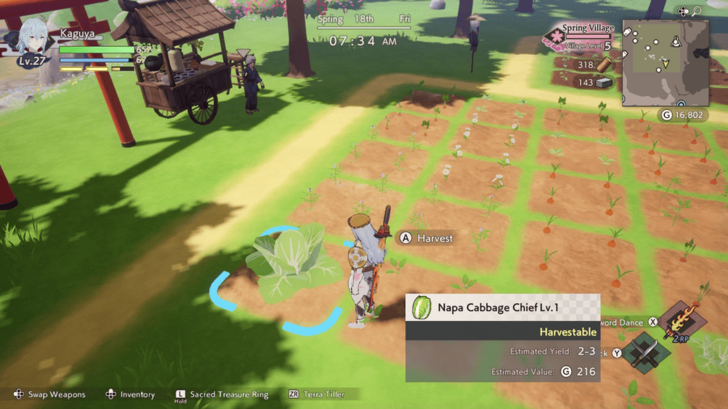 Grown a Napa Cabbage Chief