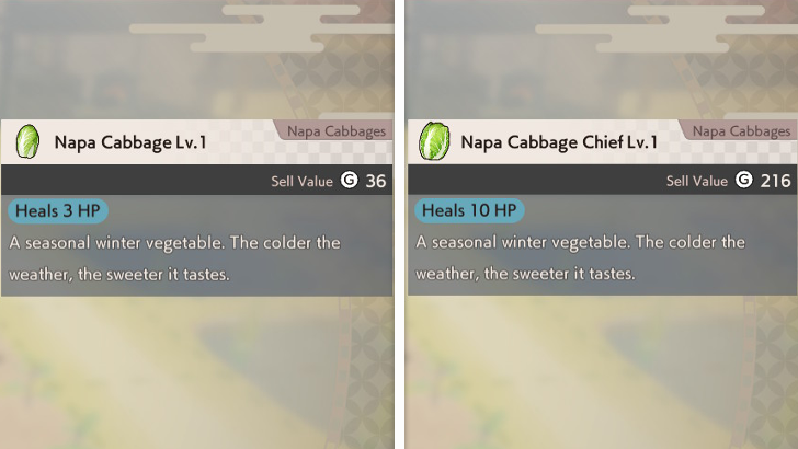 Napa Cabbage vs Napa Cabbage Chief