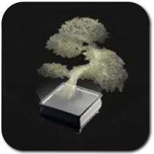 Caladan Bonsai Solido