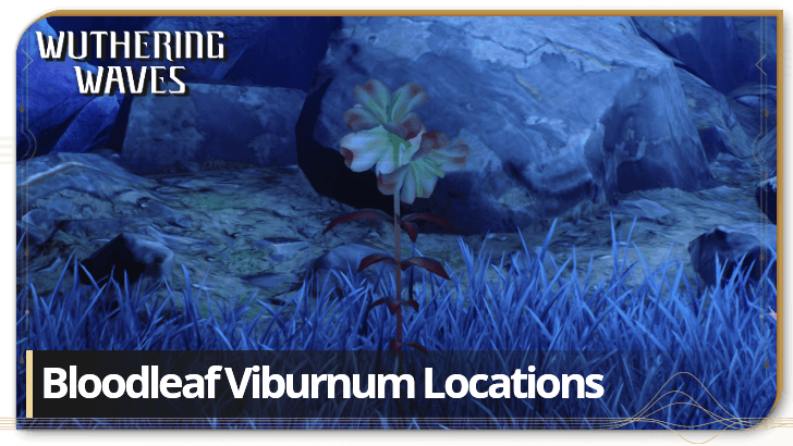How to Get Bloodleaf Viburnum