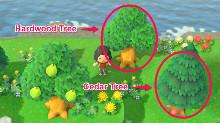 Hardwood and Cedar Tree