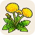 Dandelion