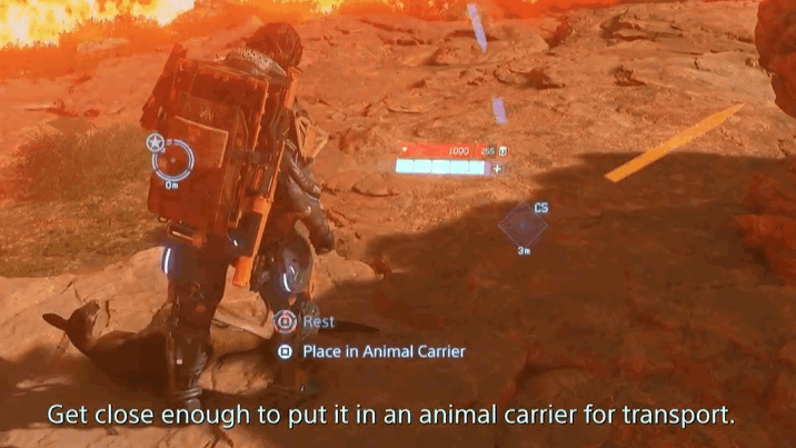 Place in Animal Carrier