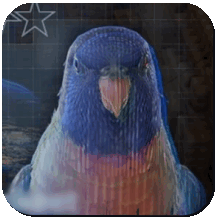 Death Stranding 2 -  - Rainbow Lorikeet