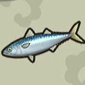 Mackerel