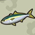 Yellowtail