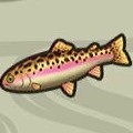 Rainbow Trout