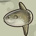 Sunfish