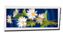 P5 Phantom X - Daisies Image