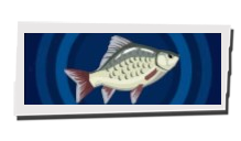 P5 Phantom X - Crucian Carp Image
