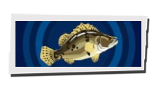 P5 Phantom X - Rockfish Image