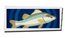 P5 Phantom X - Sea Bass Image