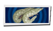 P5 Phantom X - Shrimp Image