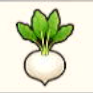 Turnip