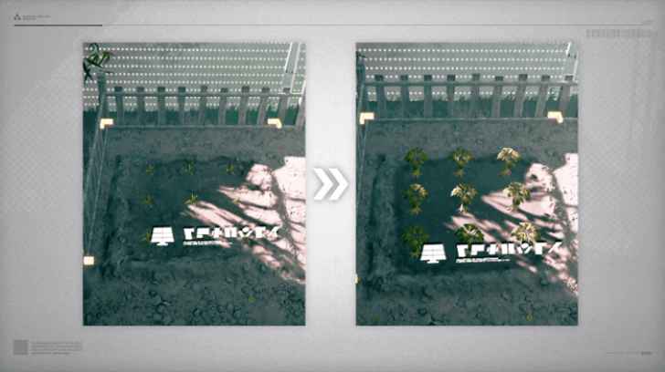 Plants Growing in Plots