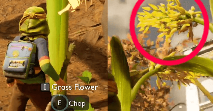 Grass Flowers with Grass Seeds