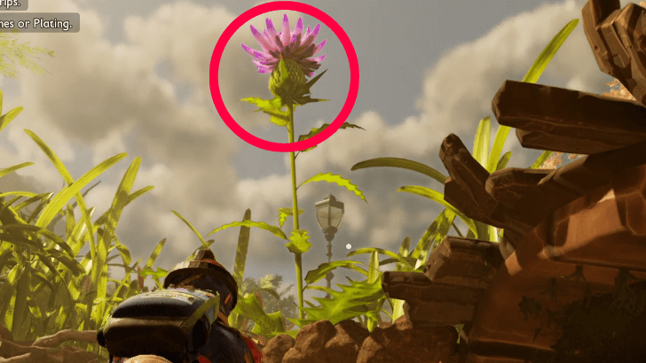 flower with thistles