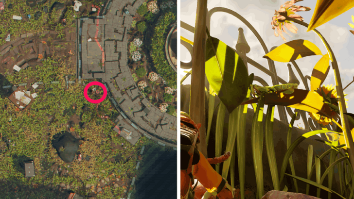 Praying Mantis Nymph Location