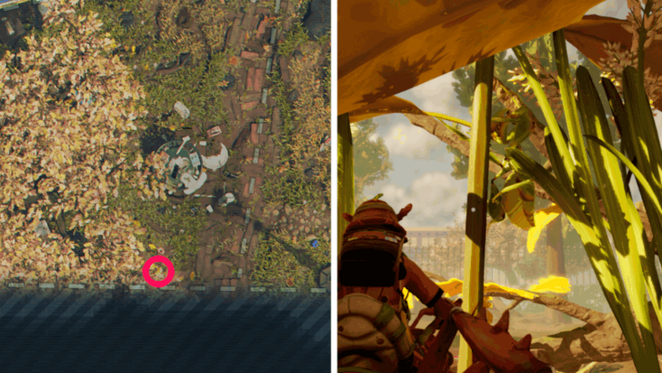 Praying Mantis Nymph Location