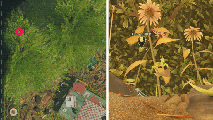 Praying Mantis Nymph Location