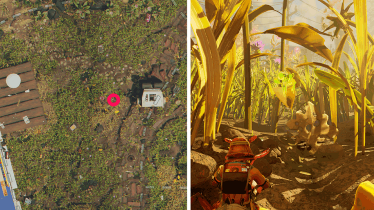 Praying Mantis Nymph Location