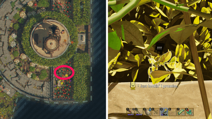 Praying Mantis Nymph Location