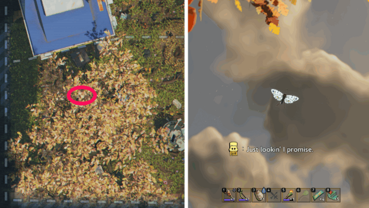 Blue Butterfly Location