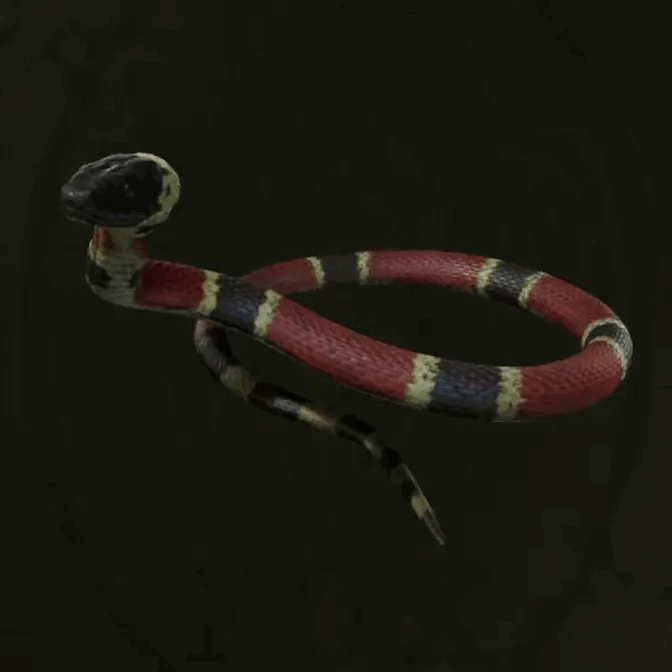 MGS Delta -  Coral Snake