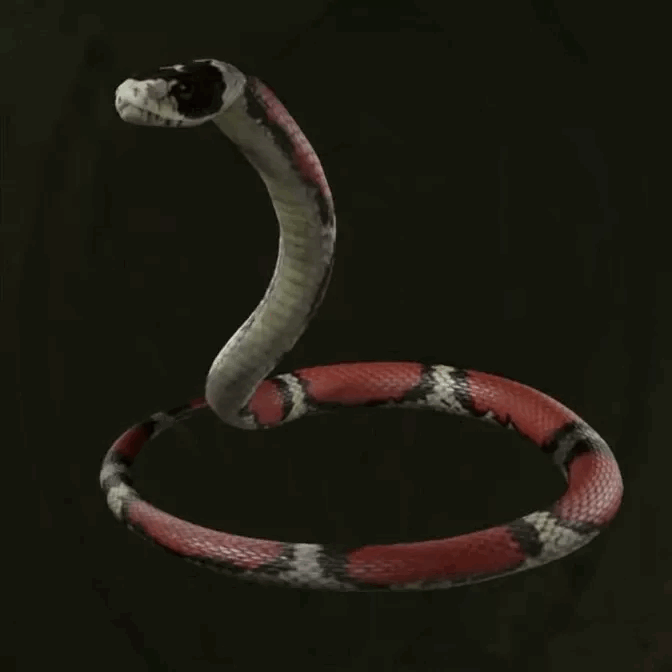 MGS Delta -  Milk Snake