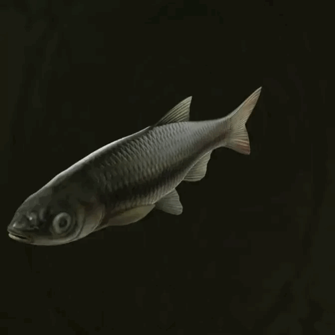 MGS Delta -  Maroon Shark