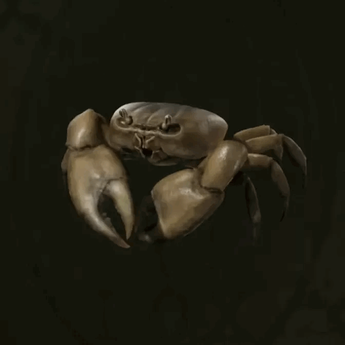 MGS Delta -  Kenyan Mangrove Crab