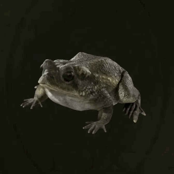 MGS Delta -  Otton Frog