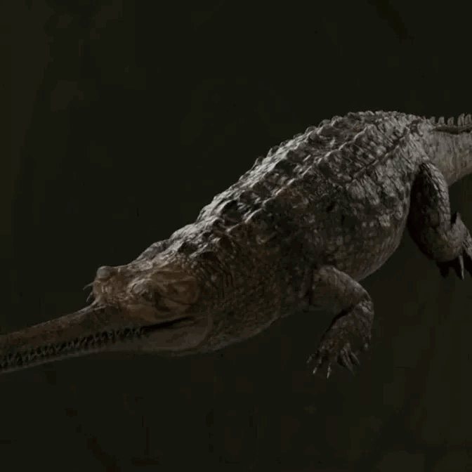 Indian Gavial