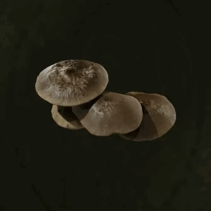 MGS Delta -  Russian Oyster Mushroom