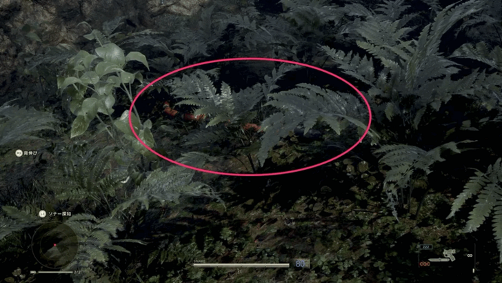 Coral Snake World View