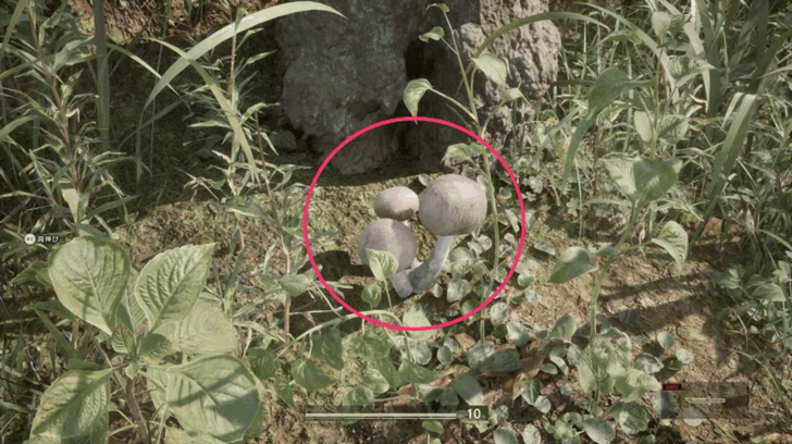 Siberian Inkcap Location