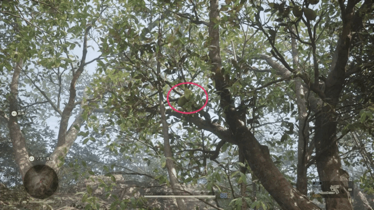 Russian False Mango Location