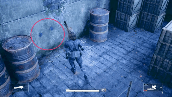 Cobalt Blue Tarantula Location