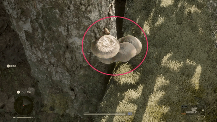 Russian Oyster Mushroom Location