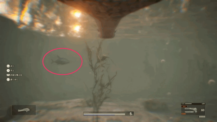 Bigeye Trevally Location