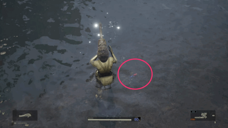 Poison Dart Frog World View