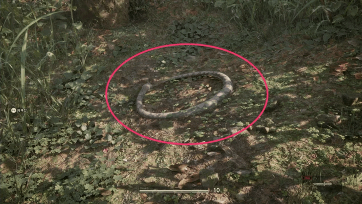 Reticulated Python Location