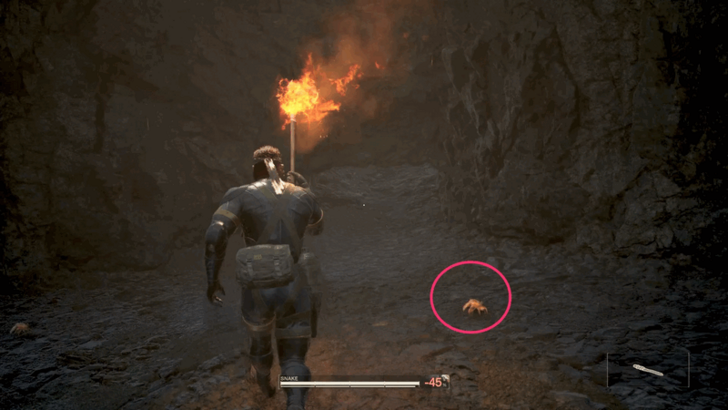 Kenyan Mangrove Crab Location