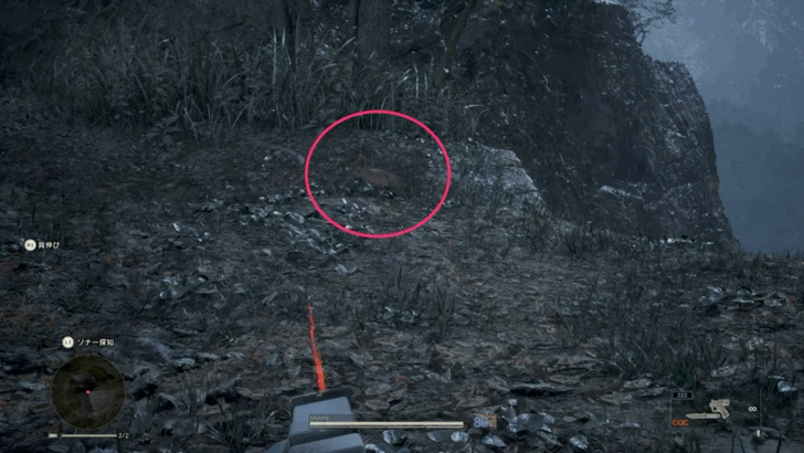 European Rabbit Location