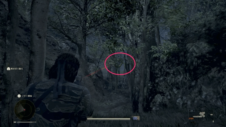 Green Tree Python Location