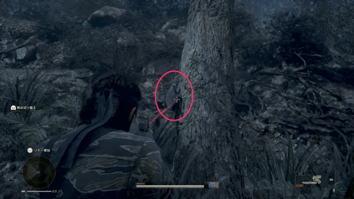 Japanese Flying Squirrel Location