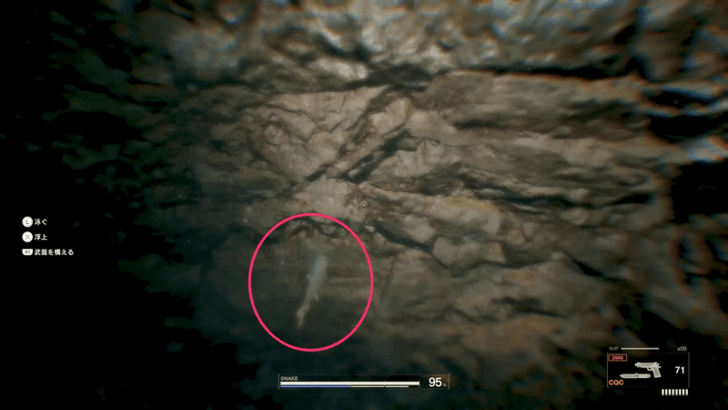 Maroon Shark Location