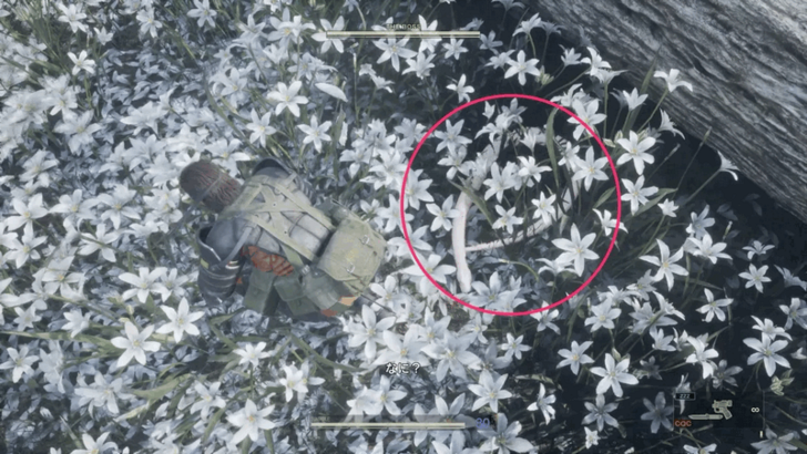 Snake Solid Location