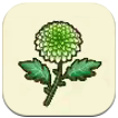 Story of Seasons: Grand Bazaar - Chrysanthemum Image