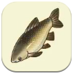 SoS Grand Bazaar - Grass Carp